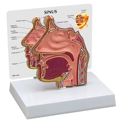 Abbildung von GPI Anatomicals 2850 Nebenhöhlen Modell Querschnitt