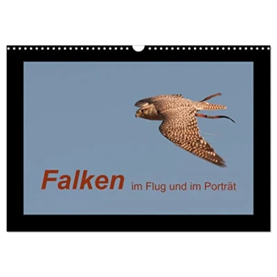 Abbildung von Falken im Flug und Porträt (Wandkalender 2025 DIN A3 quer), CALVENDO Monatskalender