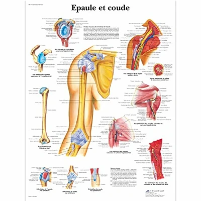Abbildung von 3B Scientific Board, 1