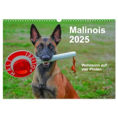 Abbildung von Malinois Wahnsinn auf vier Pfoten (Wandkalender 2025 DIN A3 quer), CALVENDO Monatskalender