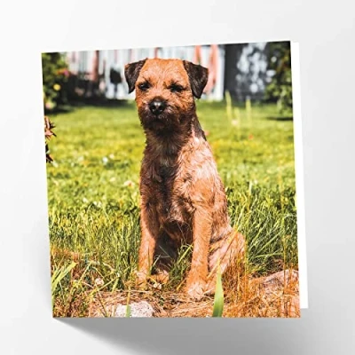 Abbildung von Maturi Blanko Grußkarte mit Border Terrier Hundebild