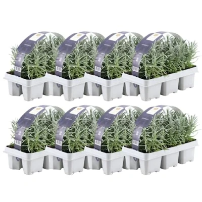 Abbildung von Blauer Duft Lavendel 48 Pflanze angustifolia Lavendelpflanzen winterhart echter Gartenpflanzen Lavendelstrauch duftlavendel x Ø7 cm 15