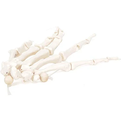 Abbildung von 3B Scientific A40/2 Handskelett Modell + kostenlose Anatomie App Smart Anatomy