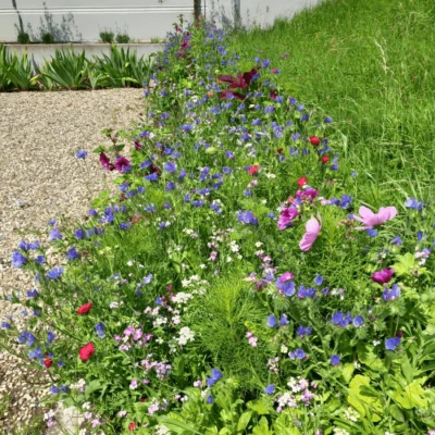 Abbildung von Blumensamen Blumenwiese mit Grassamen 250 Gramm ±75m² MRS Seeds &amp; Mixtures