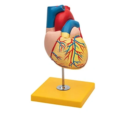 Abbildung von Elementary Anatomy Budget 2 teiliges menschliches Herz Anatomiemodell mit Ständer, Lebensgröße, Schulunterricht