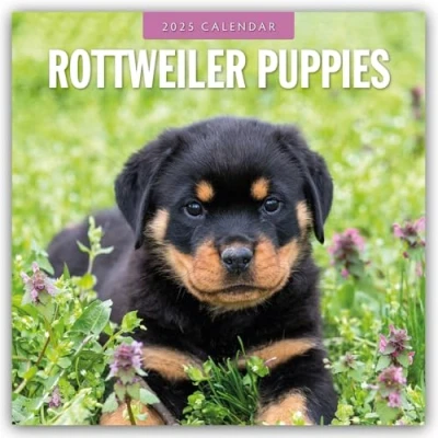 Abbildung von Rottweiler Puppies Welpen 2025 16 Monatskalender: Original Red Robin Publishing Ltd Kalender [Mehrsprachig] [Kalender] (Wall Kalender)