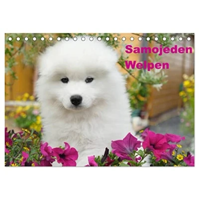 Abbildung von Samojeden Welpen (Tischkalender 2025 DIN A5 quer), CALVENDO Monatskalender