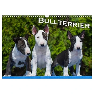 Abbildung von Bullterrier (Wandkalender 2025 DIN A3 quer), CALVENDO Monatskalender