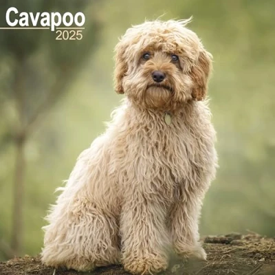 Abbildung von Cavapoo Cavoodle 2025 16 Monatskalender: Original Avonside Kalender [Mehrsprachig] [Kalender] (Wall Kalender)