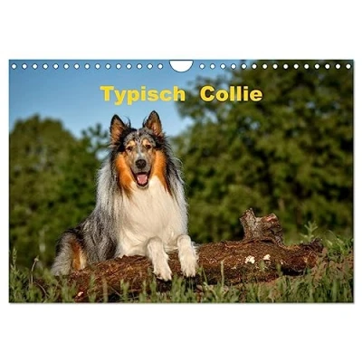 Abbildung von Typisch Collie (Wandkalender 2025 DIN A4 quer), CALVENDO Monatskalender