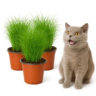 Abbildung von mgc24 Katzengras Cyperus zumula Echtes Zyperngras im 12er Topf, fertig gewachsen ca. 20cm hoch 3er Set