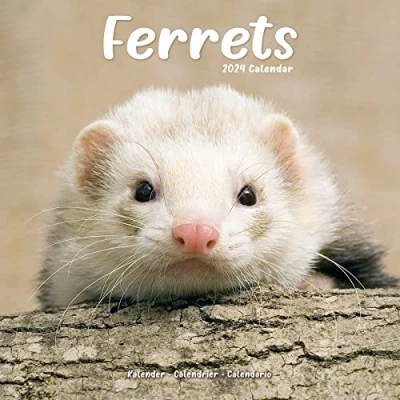 Abbildung von Ferrets Frettchen 2024 16 Monatskalender: Original Avonside Kalender [Mehrsprachig] [Kalender] (Wall Kalender)