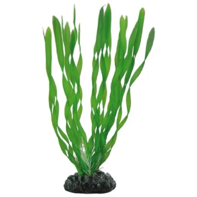 Abbildung von HOBBY Vallisnerie 20cm