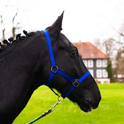 Abbildung von Halfter für Pferd Warmblut, Vollblut, Kaltblut Stallhalfter, Weidehalfter, 2 Fach verstellbar an Kinnriemen und Genickstück, sicher &amp; reißfest (Royalblau, Shetland Pony (Shetty))