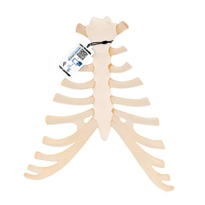 Abbildung von 3B Scientific Menschliche Anatomie Brustbeinmodell mit Rippenknorpel + kostenlose App Smart Anatomy