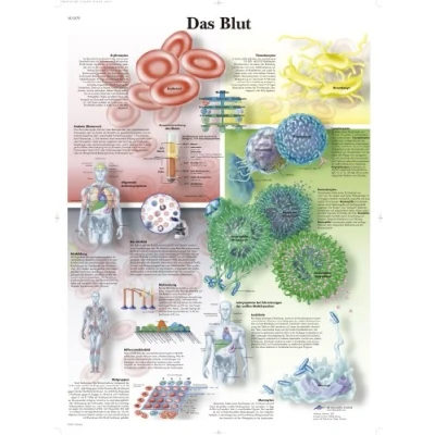 Abbildung von 3B Scientific Lehrtafel Das Blut