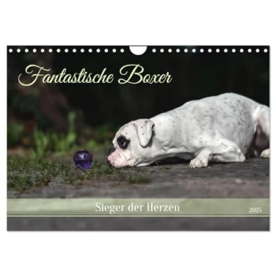 Abbildung von Fantastische Boxer Sieger der Herzen (Wandkalender 2025 DIN A4 quer), CALVENDO Monatskalender