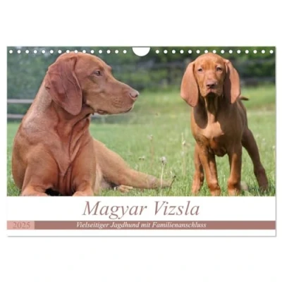 Abbildung von Magyar Vizsla Vielseitiger Jagdhund mit Familienanschluss (Wandkalender 2025 DIN A4 quer), CALVENDO Monatskalender