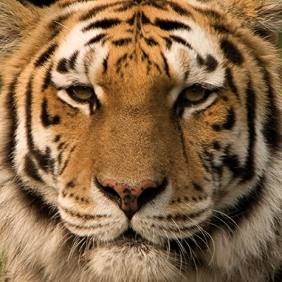 Abbildung von 1art1 Raubkatzen Poster Sibirischer Tiger Bilder Leinwand Bild Auf Keilrahmen XXL Wandbild Kunstdruck Als Leinwandbild 70x70 cm