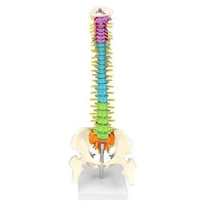 Abbildung von QWORK® Flexibles menschliches Wirbelsäulenmodell mit Spinalnerven, Becken und Oberschenkeln, anatomisches Modell der Wirbelsäule für Medizinstudenten Ärzte Lehrer 45 cm