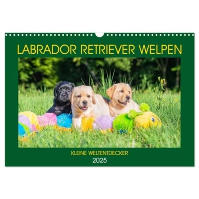 Abbildung von Labrador Retriever Welpen Kleine Weltentdecker (Wandkalender 2025 DIN A3 quer), CALVENDO Monatskalender