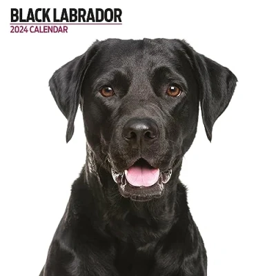 Abbildung von Labrador Black Modern 2024 Kalender