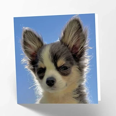 Abbildung von Maturi Blanko Grußkarte mit Chihuahua Motiv
