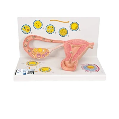 Abbildung von 3B Scientific Menschliche Anatomie Stadien der Befruchtung und Keimesentwicklung, 2 fache Vergrößerung + kostenlose App Smart Anatomy