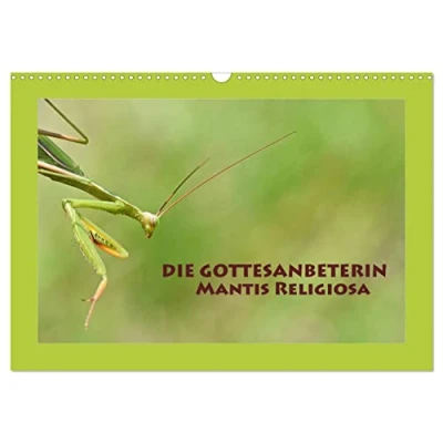 Abbildung von Die Gottesanbeterin Mantis Religiosa (Wandkalender 2025 DIN A3 quer), CALVENDO Monatskalender