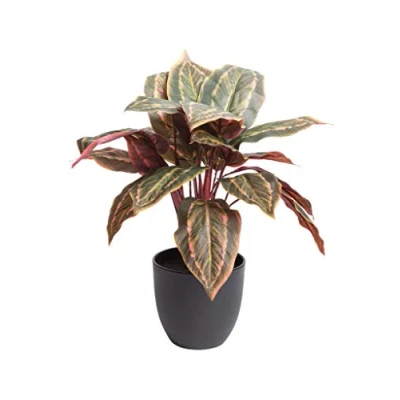 Abbildung von Botanic Haus Künstliche Zimmerpflanze &quot;Calathea&quot;