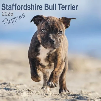 Abbildung von Staffordshire Bull Terrier Puppies Welpen 2025 16 Monatskalender: Original Avonside Kalender [Mehrsprachig] [Kalender] (Wall Kalender)