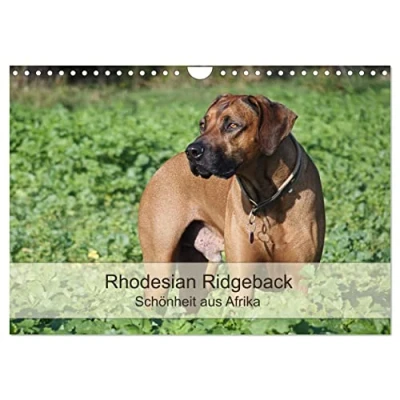 Abbildung von Rhodesian Ridgeback Schönheit aus Afrika (Wandkalender 2025 DIN A4 quer), CALVENDO Monatskalender