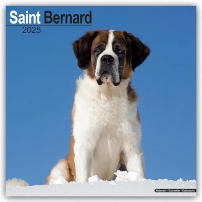 Abbildung von Saint Bernard Bernhardiner 2025 16 Monatskalender: Original Avonside Kalender [Mehrsprachig] [Kalender] (Wall Kalender)
