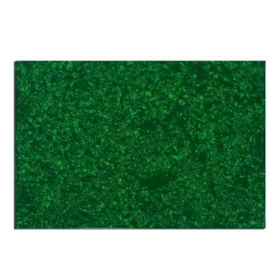 Abbildung von Musiclily 435x290mm Pickguard Blank Schlagbrett Rohling Material für Fender Strat Tele E Gitarre und Bass, 4 lagig Green Pearl