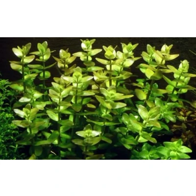 Abbildung von AquaOne Aquarium Pflanze Bacopa caroliniana I Wasserpflanze Aquariumpflanze Stängelpflanze voll durchwurzelt einfach pflegeleicht Aquascaping Dekoration