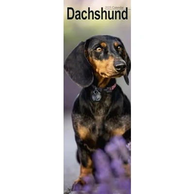 Abbildung von Dachshunds Dackel 2025: Original Avonside Kalender Slimline [Mehrsprachig] [Kalender]