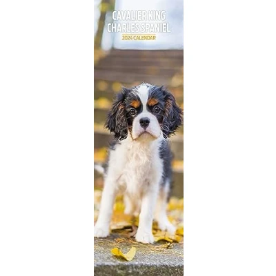 Abbildung von Cavalier King Charles Slim Kalender 2024