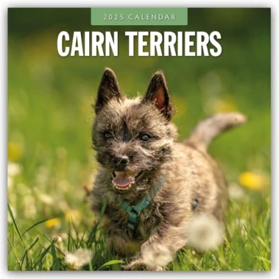 Abbildung von Cairn Terriers Terrier 2025 16 Monatskalender: Original Red Robin Publishing Ltd Kalender [Mehrsprachig] [Kalender] (Wall Kalender)