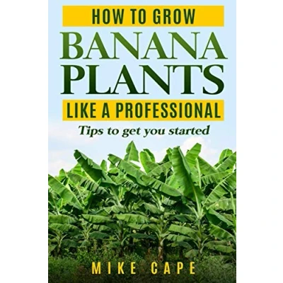 Abbildung von How to grow Banana Plants like a Professional: Beginner’s guide and tips get you started