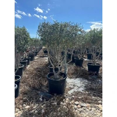 Abbildung von Sunny Tree Olivenbaum mehrstämmig 180 200 cm frosthart bis 18C mediterraner Flair robust