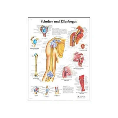 Abbildung von 3B Scientific VR1170UU Lehrtafel „Shoulder and Elbow“ (Englische Version)