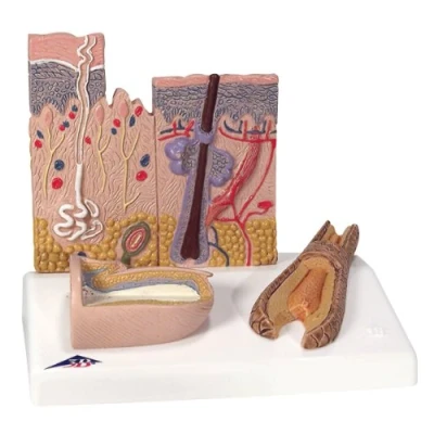 Abbildung von 3B Scientific Menschliche Anatomie Hautschnitt + kostenlose App Smart Anatomy