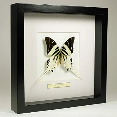 Abbildung von De Museumwinkel.com Graphium androcles Der riesige Schwertschwanz Echter präparierter Schmetterling montiert unter Glas in handgefertigten schwarzen Holzrahmen
