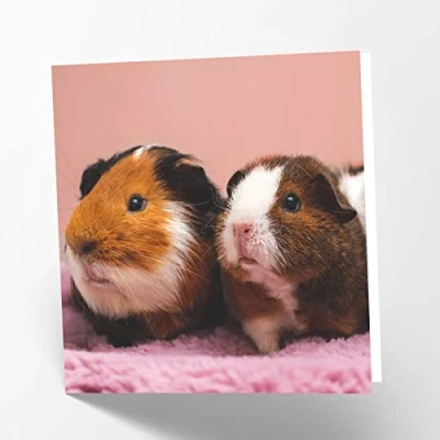 Abbildung von Maturi Blanko Glückwunschkarte Meerschweinchen