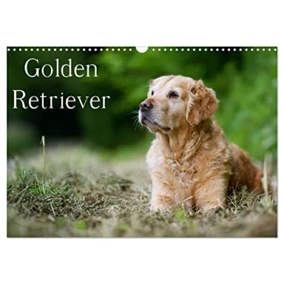 Abbildung von Golden Retriever (Wandkalender 2025 DIN A3 quer), CALVENDO Monatskalender