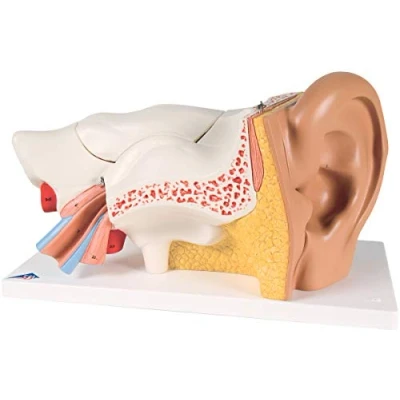 Abbildung von 3B Scientific Smart Anatomy E11 Ohr Modell, 3 fach vergrößert, 6 teilig + kostenlose Anatomie App