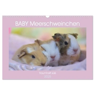 Abbildung von BABY Meerschweinchen Traumhaft süß (Wandkalender 2025 DIN A3 quer), CALVENDO Monatskalender