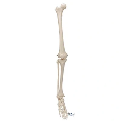 Abbildung von 3B Scientific Menschliche Anatomie Beinskelett mit Fuß + kostenlose App Smart Anatomy