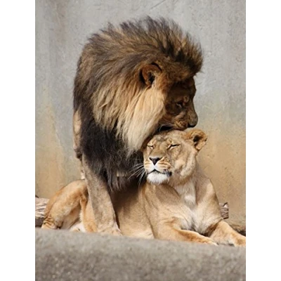 Abbildung von 1art1 Raubkatzen Poster Löwen, Schmusekatzen Bilder Leinwand Bild Auf Keilrahmen XXL Wandbild Kunstdruck Als Leinwandbild 80x60 cm