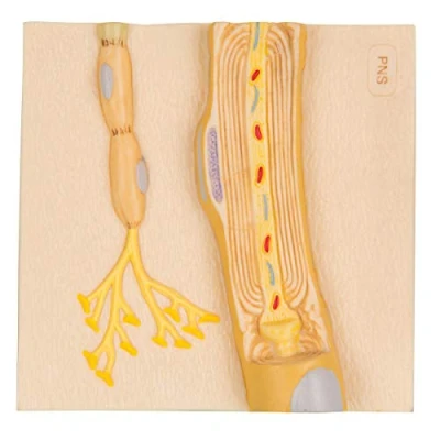 Abbildung von 3B Scientific Menschliche Anatomie Markscheiden des peripheren Nervensystems